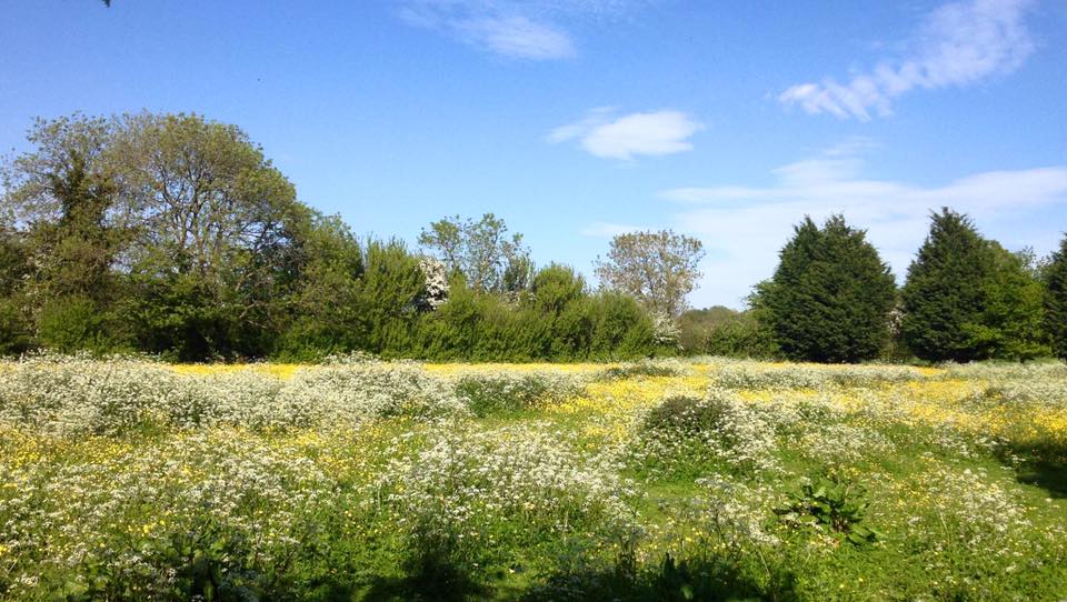 Flower field in Willersey
