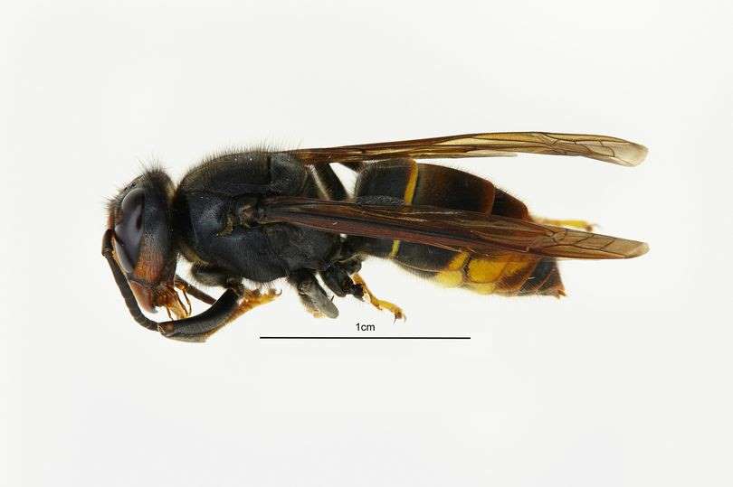 Asian hornet size