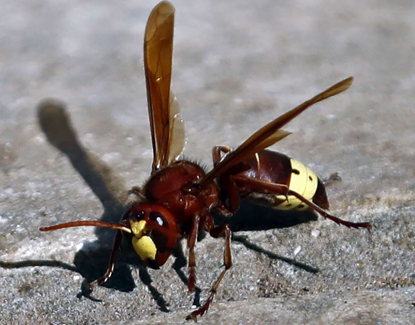 Asian hornet flying