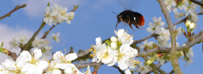 bee and tree blossom