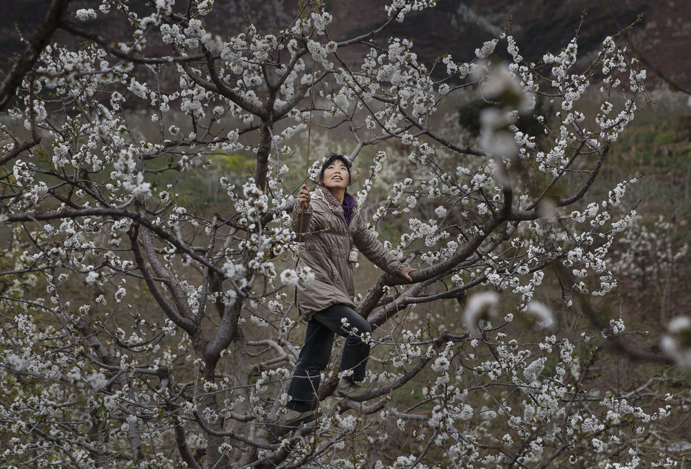 hand pollination pear tree