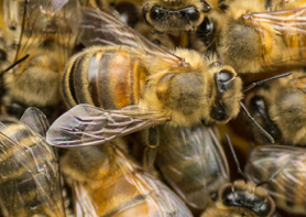 Bees in hive