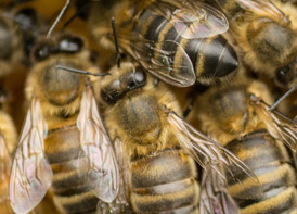 Bees in hive