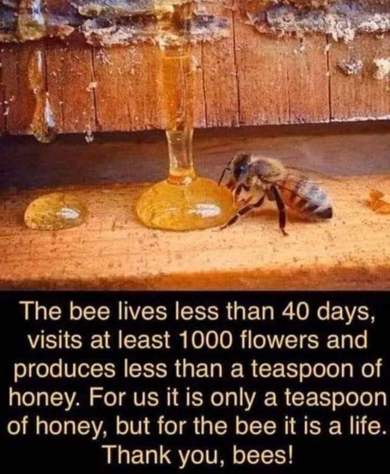 The  life of a bee