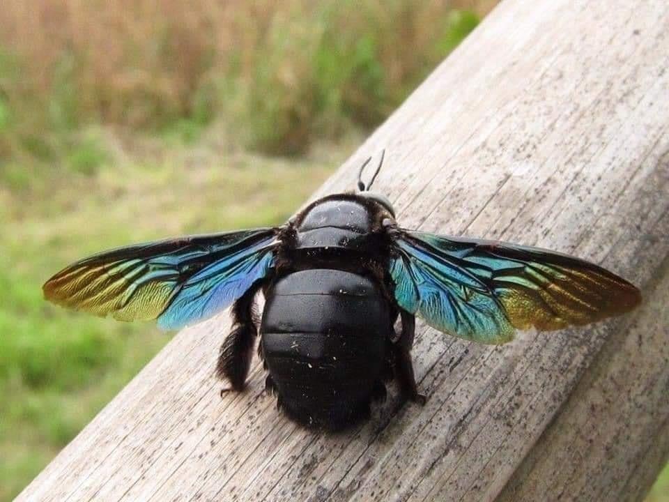 Violet Carpenter bee in Willersey