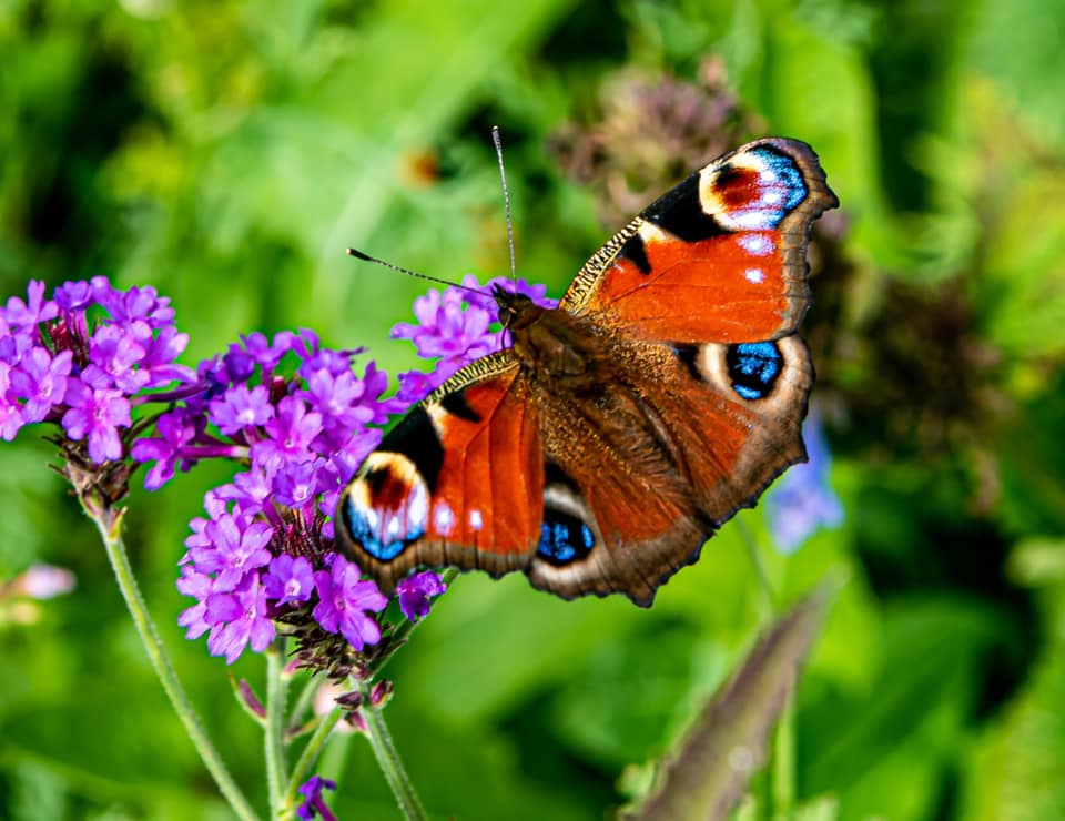 Butterfly in Willersey garden