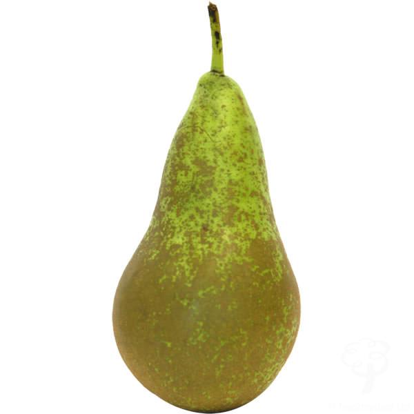 Conference Pear