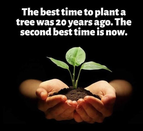 Best Time to plant a tree