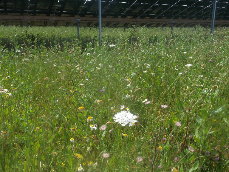 Willersey Solar Farm Meadow 2