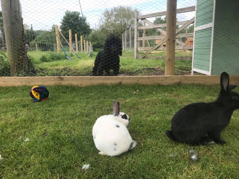 The New Inn Willersey Rabbits